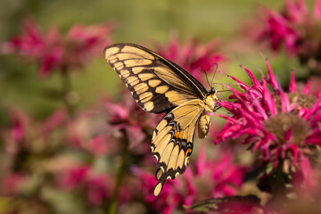 Giant swallowtail, Papilio cresphontes, largest butterfly in North America