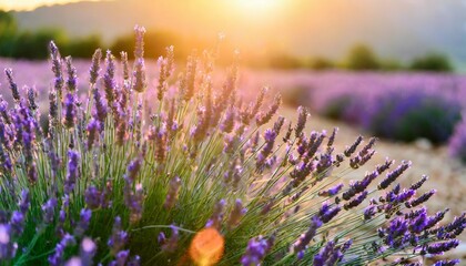 blooming lavender flowers at sunset in provence france macro image - obrazy, fototapety, plakaty