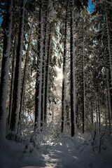 winter forest in winter