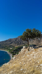 Olive tree on hill in ancient city Amos near town or village of Turunc, Turkey. It was located in Rhodian Peraia in Caria on Mediterranean coast. Vertical image