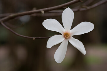 Naklejka na ściany i meble blossoming Magnolia kobus flower close-up in spring.
