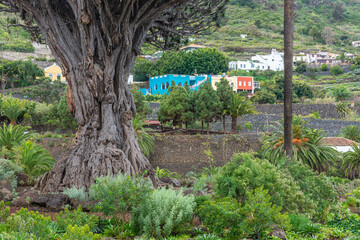 Old millenary Dragon Tree of Icod de los Vinos, Tenerife island, Spain	 - 687627074
