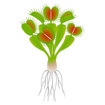 Venus flytrap plant with roots on a white background.