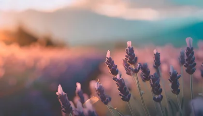 Foto op Plexiglas Lavender field in hazy summer afternoon light © Tim Bird