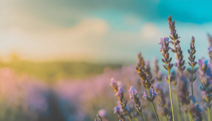 Lavender field in hazy summer afternoon light