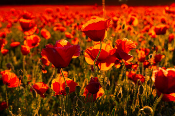 red poppy field