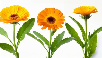 calendula officinalis flower on white or background marigold medicinal plant healing herb set of three calendula flowers with leaves and stem - obrazy, fototapety, plakaty