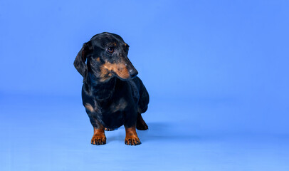 marbled dachshund dog sitting on a blue background in the studio