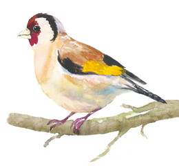 Watercolor illustration of goldfinch  sitting on a twig hand drawn on white background