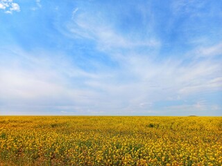 Colza Flowers View in a Yellow Field Background. Small Rapeseed Bloom in Spring on a Blue Sky Cloudscape. Yellow Canola Plant Landscape. Ukraine Flag