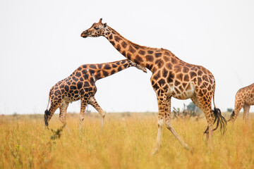 Rothschild's giraffes