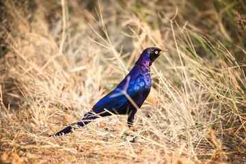 Ruppell's starling
