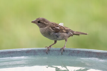 House Sparrow sitting on a birdbath.