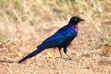 Ruppell's starling