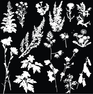 wild flowers seventeen silhouettes isolated on black