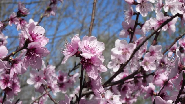 Sakura - Cherry blossoms in spring.