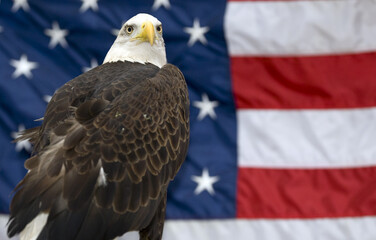 Majestic Bald Eagle Perched In Front Of An American Flag Symbolizing Pride