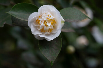 Blossoms of white camellia , Camellia japonica selective focus