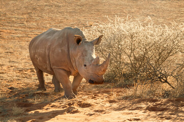 Obraz premium White rhino in Namibia, Kalahari desert natural reserve