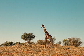 Naklejka na ściany i meble Giraffe in Namibia, Kalahari desert national park