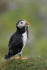 atlantic puffin with his 