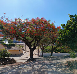 Naklejka premium flamboyant tree