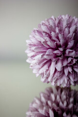 mirror flowers on white background