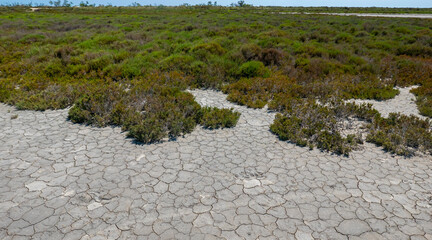 scenic and desolate panorama in an oasis of the Camargue