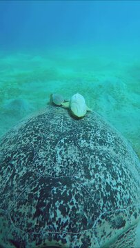 Vertical video, Close up of two Remorafish stuck on top of shell of Green Sea Turtle eating sea grass on seabed, Slow motion. Remora fish, Live sharksucker or Slender suckerfish