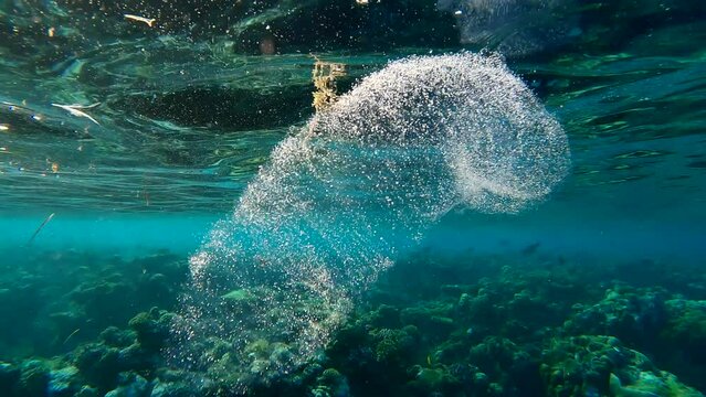 Close up of translucent, effeminate Colonial Pyrosoma Tunicates swim under surface of water near coral reef in sunlight, Slow motion