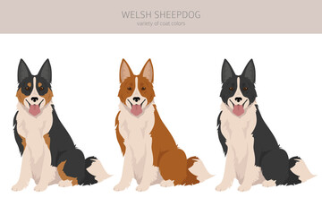 Welsh Sheepdog clipart. All coat colors set.  All dog breeds characteristics infographic