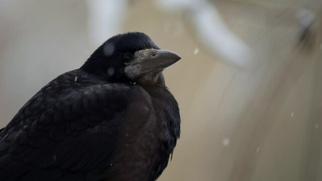 Raven close up. Bird in winter. Black raven sitting on tree.Corvus corax. Snow falls.