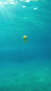 Baby calamar swims in blue water sparkling in bright sunrays, Vertical video, Slow motion. Newborn Bigfin reef squid or Oval squid (Sepioteuthis lessoniana) floating in turquoise Ocean 