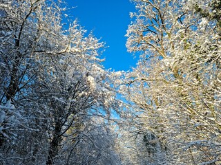 Wald im Winter nach einem Schneefall bei sonnigem Wetter. 