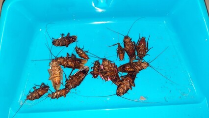 Harmful pest cocroach on tray