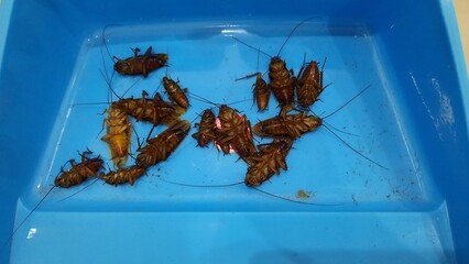 Danger pest cocroach invasion on tray dead