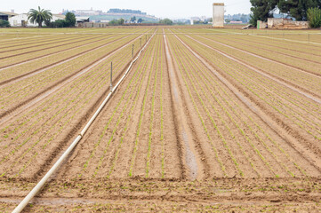 Autumn Rebirth: Green Shoots in Rows of a Cultivated Field with Sprinkler Irrigation.