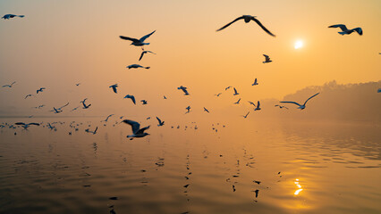 Seagulls of Yamuna Ghat, Scenic spot in New Delhi, India