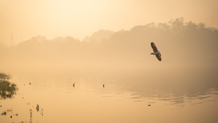 Fototapeta na wymiar Seagulls of Yamuna Ghat, Scenic spot in New Delhi, India