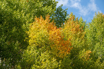 Fall colors in Colorado