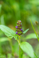 purple flower