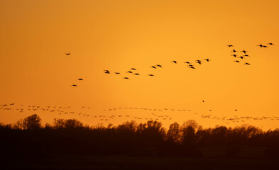 birds in the sunset