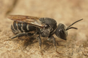 Closeup of the black cleptoparasite cuckoo bee, Stelis simillima from the Gard, France