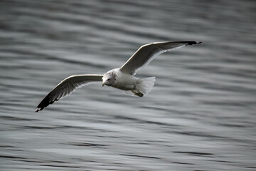 seagull in flight