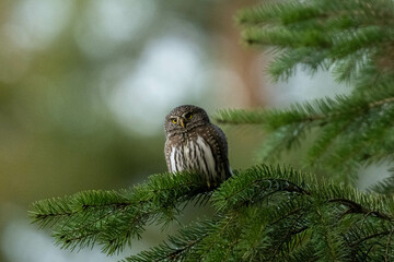 Pygmy Owl on tree