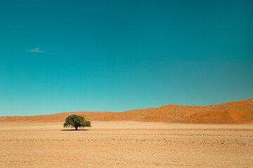 Fototapeta na wymiar Lonely tree against the sand dune in Namibia, Elim dune in Namib-Naukluft National park