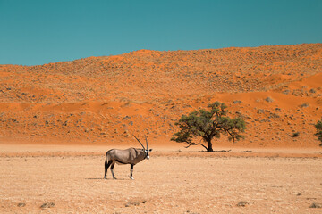 Oryx in Namibia, Elim dune in Namib-Naukluft National park