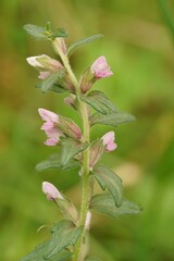 Closeup on a light pink flowering Red bartsia parasitic wildflower, Odontites vernus