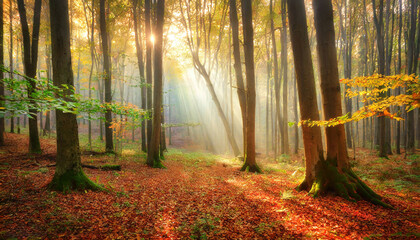 Obraz premium Exploring the Old Forest on an Autumn Morning