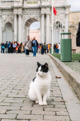 Fototapeta premium Stray street black and white cat in the garden of dolmabahce palace, istanbul